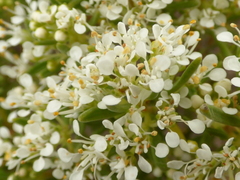 Agathosma bisulca