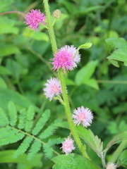 Mimosa diplotricha