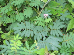 Mimosa diplotricha