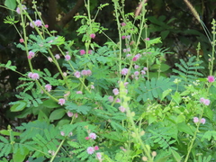 Mimosa diplotricha