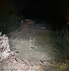 Hydropotes inermis argyropus