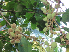 Dipterocarpaceae