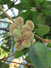 Dipterocarpaceae