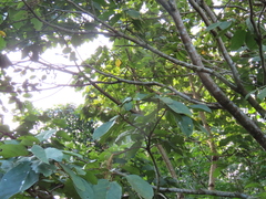 Dipterocarpaceae