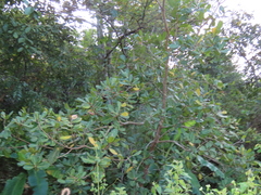 Anacardium occidentale