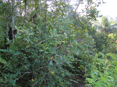 Anacardium occidentale