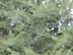 Phyllanthus emblica