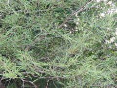 Phyllanthus emblica