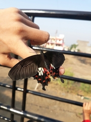 Papilio polytes stichius