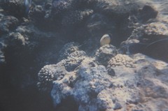 Chaetodon austriacus