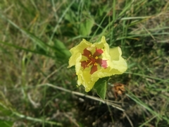 Cienfuegosia drummondii