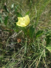 Cienfuegosia drummondii