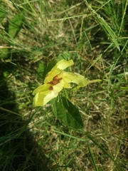 Cienfuegosia drummondii