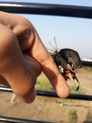 Papilio polytes stichius