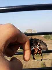 Papilio polytes stichius