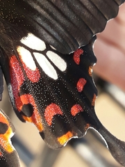 Papilio polytes stichius