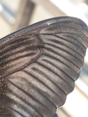 Papilio polytes stichius