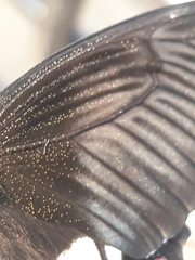 Papilio polytes stichius