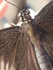 Papilio polytes stichius