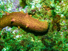 Apostichopus parvimensis