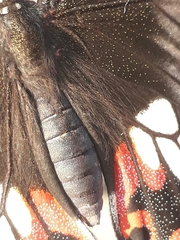 Papilio polytes stichius