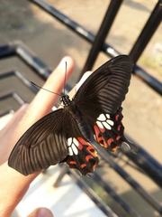 Papilio polytes stichius