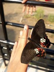 Papilio polytes stichius