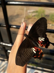 Papilio polytes stichius