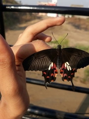 Papilio polytes stichius