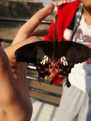 Papilio polytes stichius