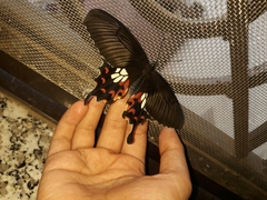 Papilio polytes stichius