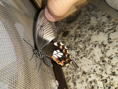 Papilio polytes stichius
