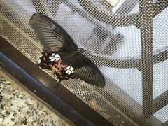 Papilio polytes stichius