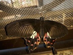Papilio polytes stichius