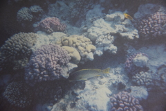 Plectorhinchus gaterinus