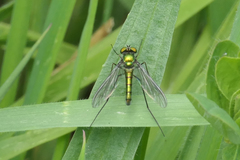 Heteropsilopus cingulipes