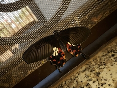 Papilio polytes stichius