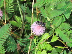 Phytomia