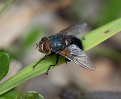 Eurygastropsis