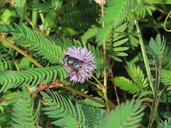 Phytomia