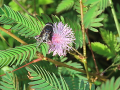 Phytomia