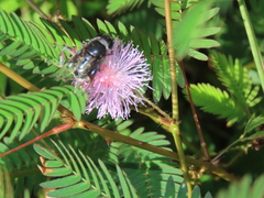 Phytomia