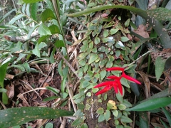 Quesnelia liboniana
