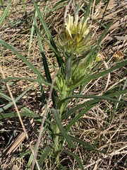 Berkheya zeyheri