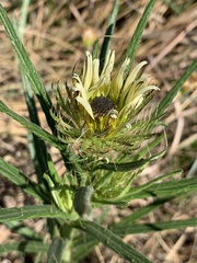 Berkheya zeyheri