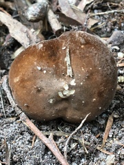 Lactifluus wirrabara