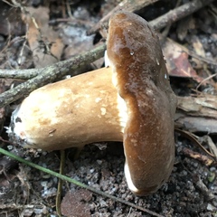 Lactifluus wirrabara