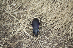 Carabus monilis