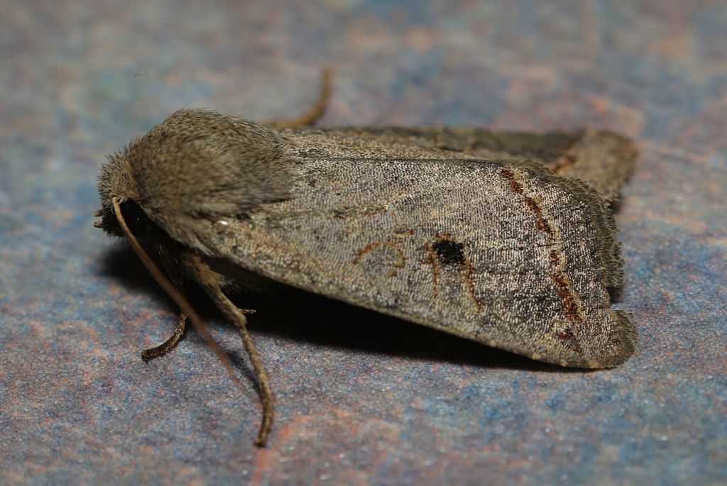 red-lined quaker