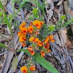 Pultenaea procumbens